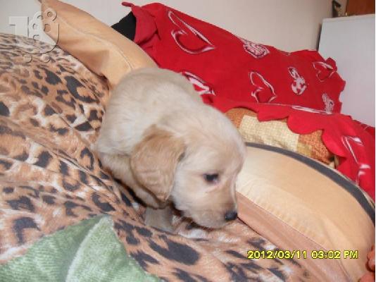 χαριτωμένη και αξιαγάπητη Golden Retriever κουτάβι για υιοθεσία...